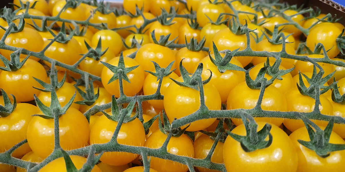 Pomodoro giallo: troppa produzione spegne il suo status di nicchia